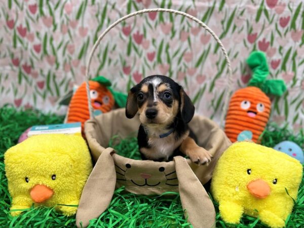 Chihuahua/Dachshund-Dog-Male-Black / Tan-26405-Petland Scottsdale, Arizona