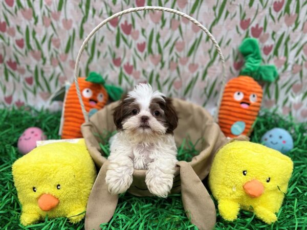 Shih Tzu-Dog-Female-Liver / White-26404-Petland Scottsdale, Arizona