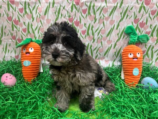 Poodle/Soft Coated Wheaten Terrier-Dog-Male-Blue Merle-26408-Petland Scottsdale, Arizona
