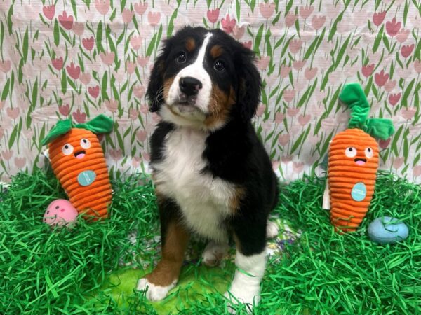 F1B Bernedoodle-Dog-Female-Black / Tan-26399-Petland Scottsdale, Arizona