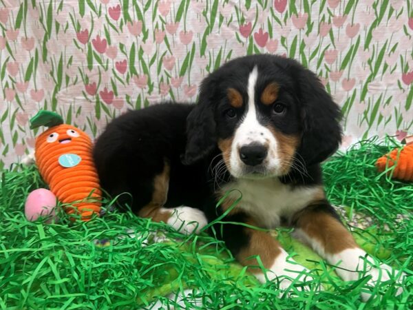 F1B Bernedoodle-Dog-Male-Black / Tan-26400-Petland Scottsdale, Arizona