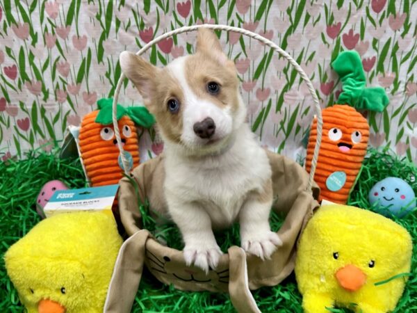 Cardigan Welsh Corgi/Pembroke Welsh Corgi-Dog-Male-Red & White-26412-Petland Scottsdale, Arizona