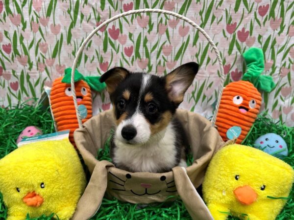 Cardigan Welsh Corgi/Pembroke Welsh Corgi-Dog-Female-Tri-Color-26413-Petland Scottsdale, Arizona