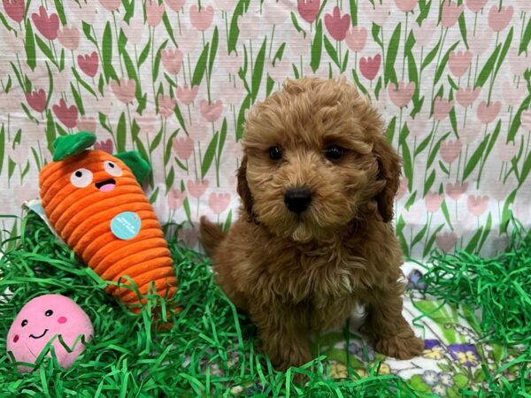 F1B Mini Goldendoodle-Dog-Female-Golden-26410-Petland Scottsdale, Arizona