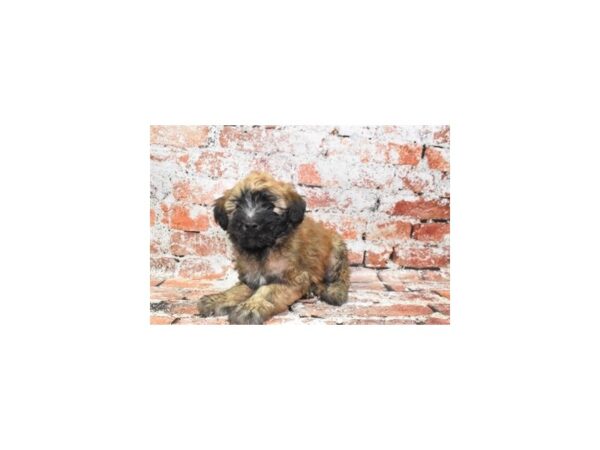 Soft Coated Wheaten Terrier-Dog-Male-Wheaten-26423-Petland Scottsdale, Arizona