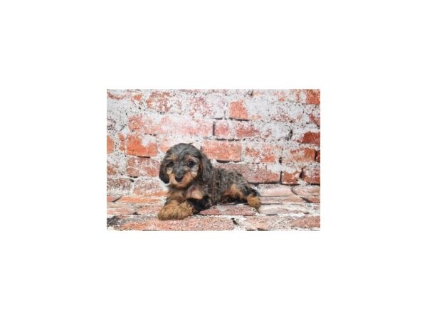 Dachshund/Poodle-Dog-Female-Black and Silver Dapple-26425-Petland Scottsdale, Arizona