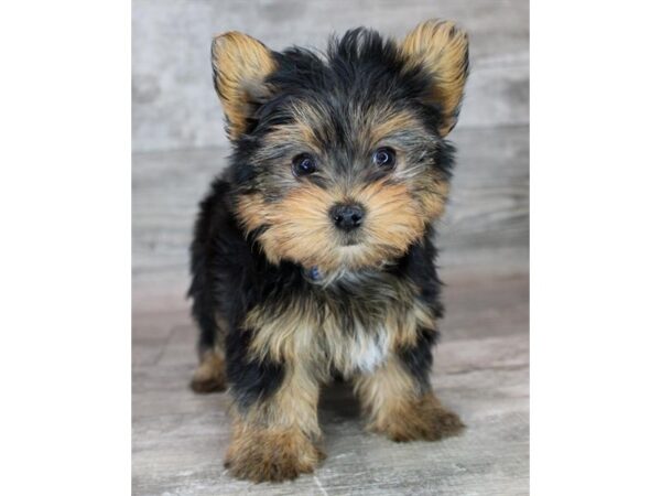 Yorkshire Terrier-Dog-Female-Black / Tan-26438-Petland Scottsdale, Arizona