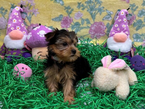 F1B Morkie-Dog-Female-Black / Tan-26431-Petland Scottsdale, Arizona