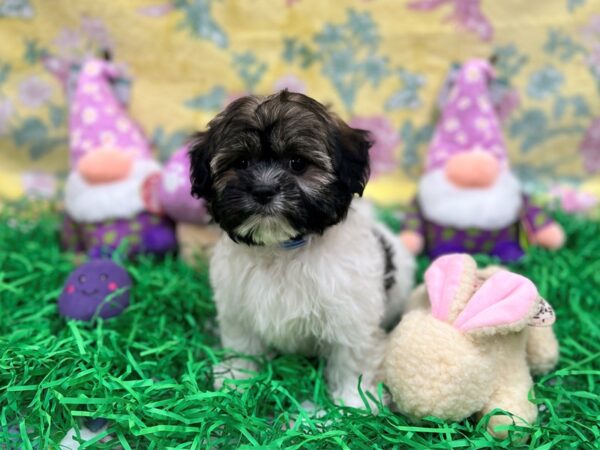 Havanese-Dog-Male-Fawn Sable-26434-Petland Scottsdale, Arizona