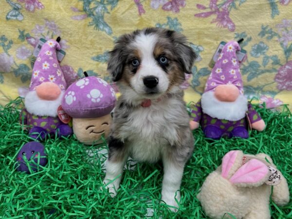 Miniature Australian Shepherd-Dog-Female-Blue Merle-26439-Petland Scottsdale, Arizona
