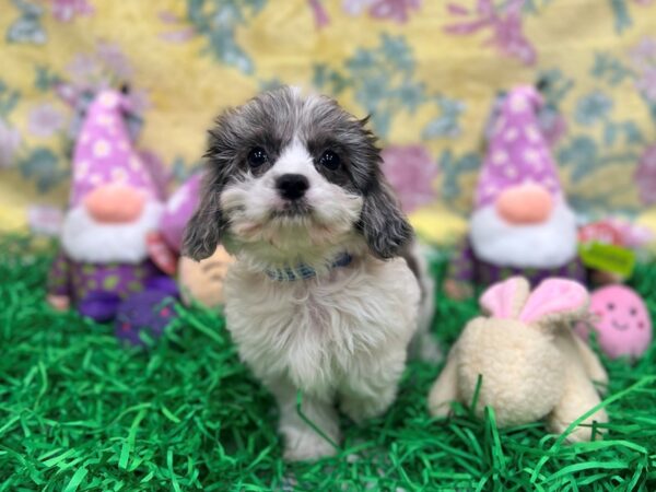 Cavalier King Charles Spaniel/Poodle-Dog-Male-Blue Merle-26441-Petland Scottsdale, Arizona
