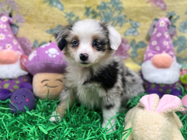 Miniature American Shepherd-Dog-Female-Blue Merle White and Tan-26424-Petland Scottsdale, Arizona