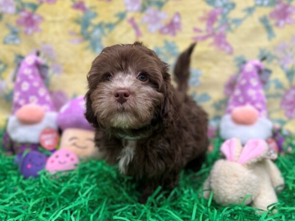 F1B Mini Labradoodle-Dog-Male-Chocolate-26430-Petland Scottsdale, Arizona