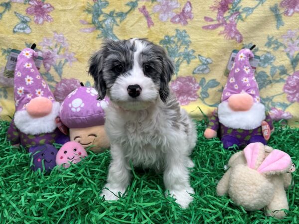 Cocker Spaniel/Poodle-Dog-Female-White / Blue Merle-26427-Petland Scottsdale, Arizona