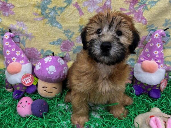 Soft Coated Wheaten Terrier-Dog-Female-Wheaten-26437-Petland Scottsdale, Arizona