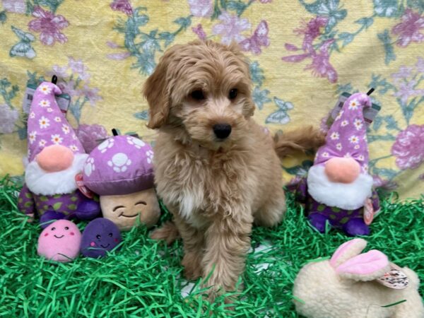 F1B Mini Goldendoodle-Dog-Male-Golden-26426-Petland Scottsdale, Arizona