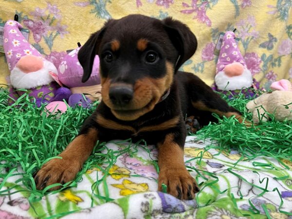 Rottweiler-Dog-Female-Black and Mahogany-26421-Petland Scottsdale, Arizona