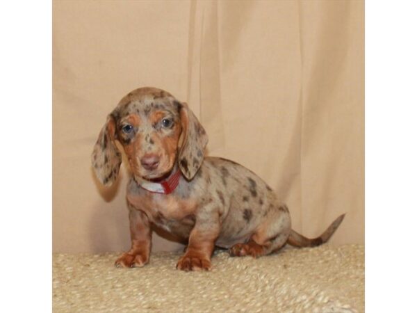 Dachshund-Dog-Female-Chocolate / Tan-26453-Petland Scottsdale, Arizona