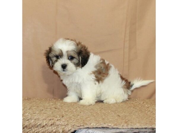 Poodle/Shih Tzu-Dog-Male-White / Gold-26460-Petland Scottsdale, Arizona