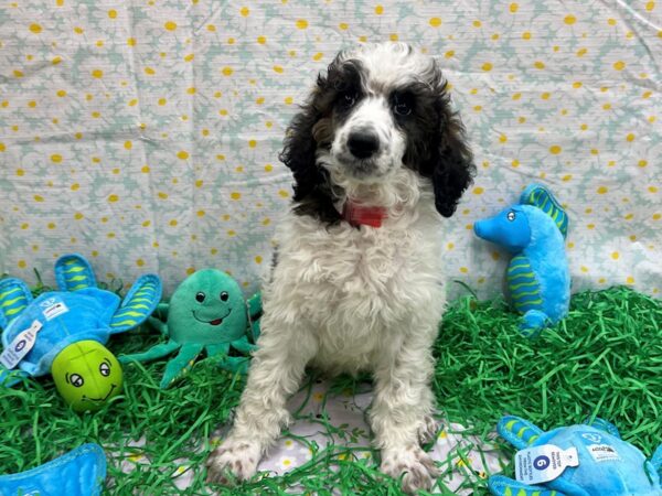 Standard Poodle-Dog-Female-White / Red Sable-26454-Petland Scottsdale, Arizona