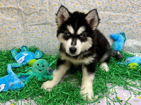 Siberian Husky-Dog-Male-Black and White-26448-Petland Scottsdale, Arizona