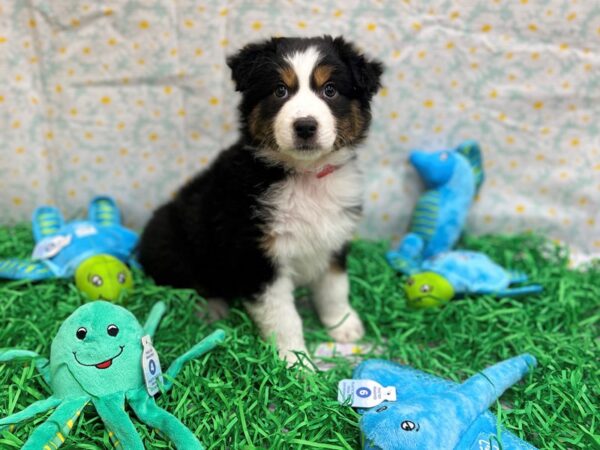 Miniature American Shepherd-Dog-Female-Tri-Color-26469-Petland Scottsdale, Arizona