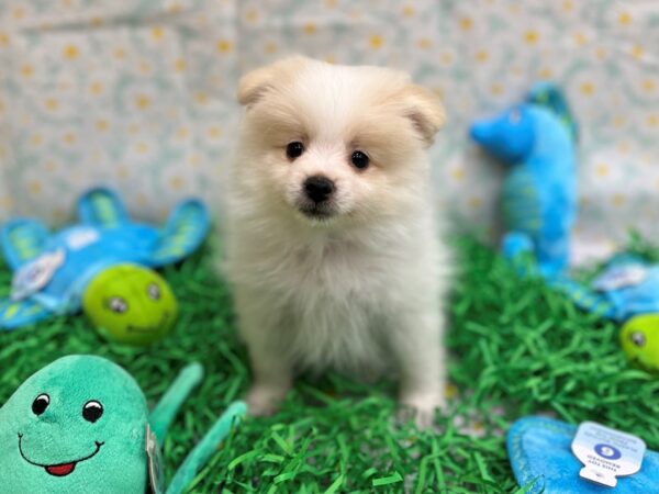 Pomeranian-Dog-Male-White-26463-Petland Scottsdale, Arizona