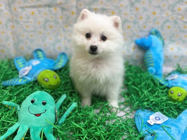 American Eskimo Dog-Dog-Male-White-26465-Petland Scottsdale, Arizona