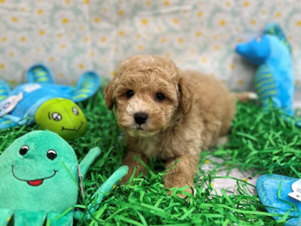 Bichon Frise/Poodle-Dog-Male-Apricot-26459-Petland Scottsdale, Arizona