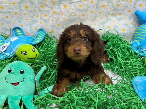 Dachshund-Dog-Male-Chocolate / Tan-26462-Petland Scottsdale, Arizona