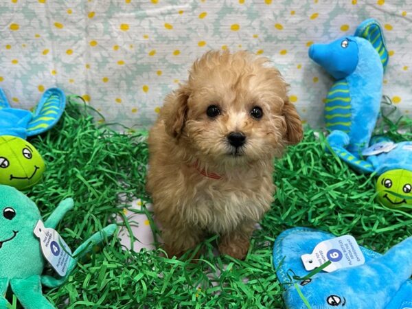 F1b Cavapoo-Dog-Female-Apricot-26467-Petland Scottsdale, Arizona