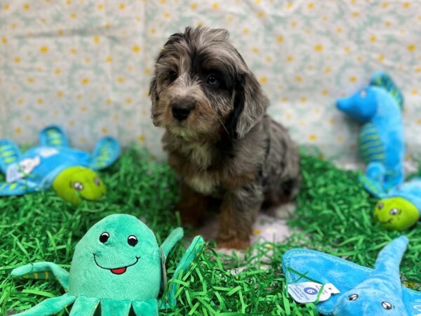 F1B Mini Labradoodle-Dog-Female-Blue Merle / Tan-26456-Petland Scottsdale, Arizona