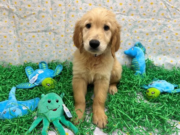 Golden Retriever-Dog-Male-Golden-26478-Petland Scottsdale, Arizona