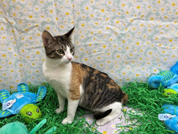 Domestic Short Hair-Cat-Female-Calico-26443-Petland Scottsdale, Arizona