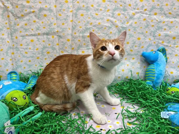 Domestic Short Hair-Cat-Male-Orange & White-26442-Petland Scottsdale, Arizona