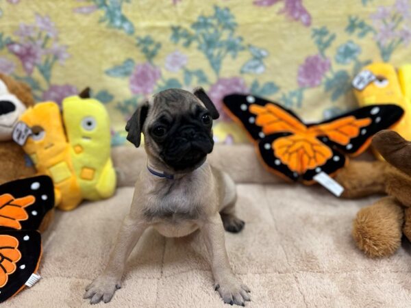 Pug-Dog-Male-Fawn-26251-Petland Scottsdale, Arizona