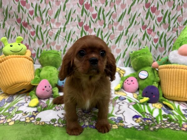 Cavalier King Charles Spaniel-Dog-Female-Ruby-26280-Petland Scottsdale, Arizona