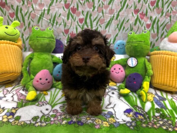 F1B Mini Aussidoodle-Dog-Female-Chocolate and Tan-26257-Petland Scottsdale, Arizona