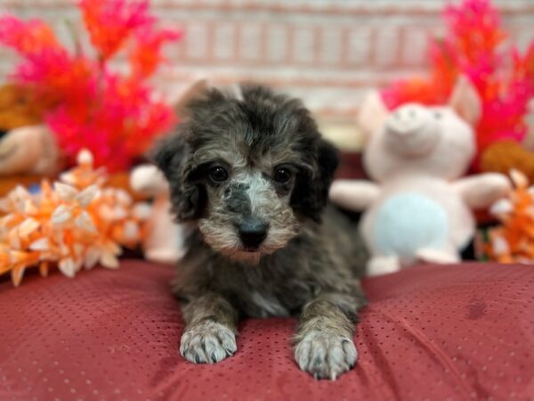 Poodle-Dog-Male-Blue Merle-26291-Petland Scottsdale, Arizona