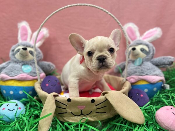 French Bulldog-Dog-Female-Cream-26333-Petland Scottsdale, Arizona