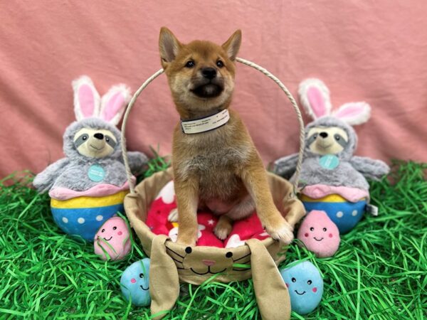 Shiba Inu-Dog-Male-Red-26320-Petland Scottsdale, Arizona