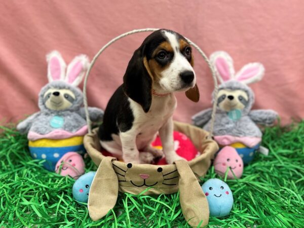 Beagle-Dog-Female-Black Tan and White-26313-Petland Scottsdale, Arizona