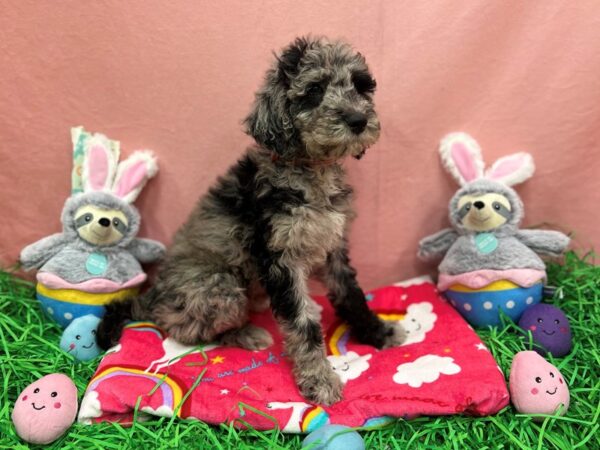 F1B Goldendoodle-Dog-Female-Merle-26346-Petland Scottsdale, Arizona
