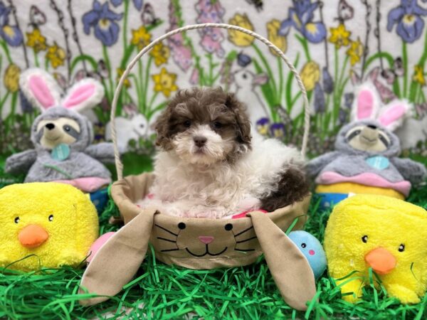 Havanese-Dog-Female-Lilac-26362-Petland Scottsdale, Arizona