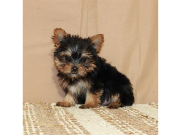 Yorkshire Terrier-Dog-Female-Black / Tan-26396-Petland Scottsdale, Arizona