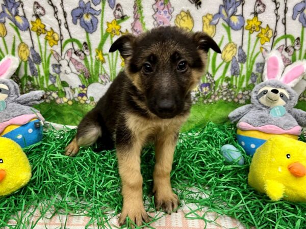 German Shepherd Dog-Dog-Female-Black and Tan-26359-Petland Scottsdale, Arizona