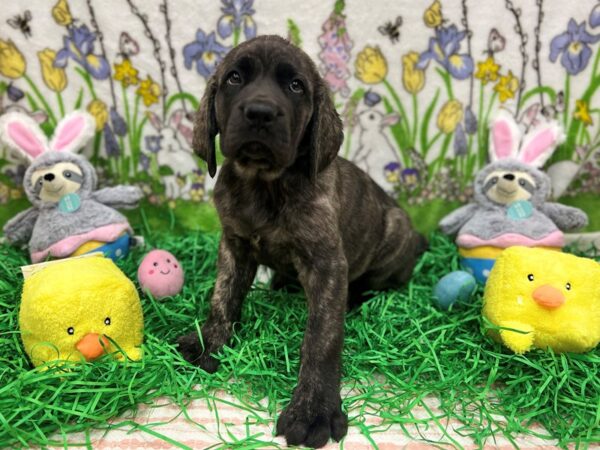 English Mastiff-Dog-Female-Brindle-26350-Petland Scottsdale, Arizona
