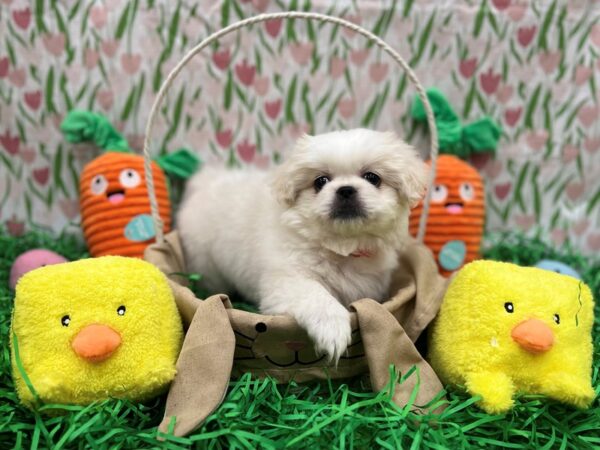 Pekingese-Dog-Female-Biscuit-26390-Petland Scottsdale, Arizona