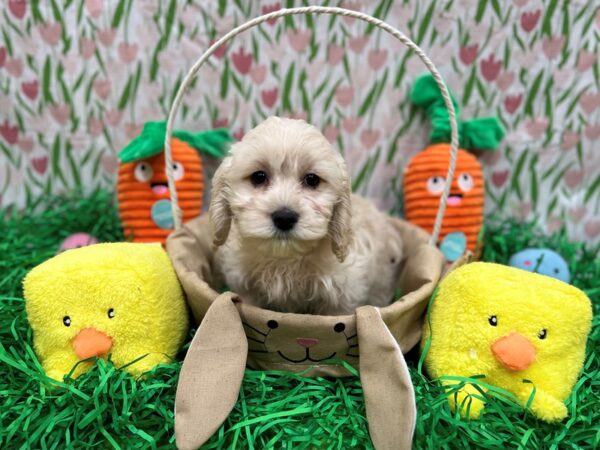 F1b Cockapoo-Dog-Female-Fawn-26406-Petland Scottsdale, Arizona