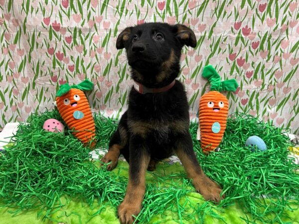 German Shepherd Dog-Dog-Female-Black and Tan-26391-Petland Scottsdale, Arizona